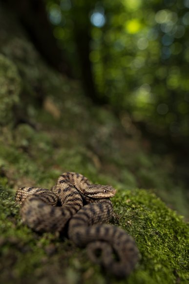 Vipera - Asp Viper (Vipera aspis)