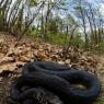 Biacco - Western whip snake (Hierophis carbonarius)