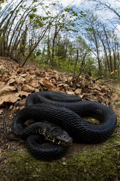 Biacco - Western whip snake (Hierophis carbonarius)