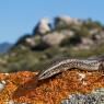 Gongilo - Ocellated skink (Chalcides ocellatus)