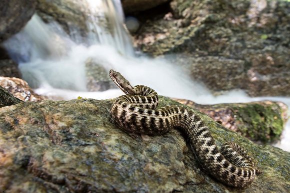 Vipera - Asp Viper (Vipera aspis)