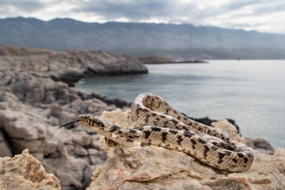 Serpente gatto europeo - European cat snake (Telescopus fallax)