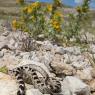 Serpente gatto europeo - European cat snake (Telescopus fallax)