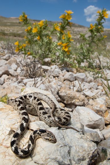 Serpente gatto europeo - European cat snake (Telescopus fallax)