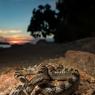 Serpente gatto europeo - European cat snake (Telescopus fallax)