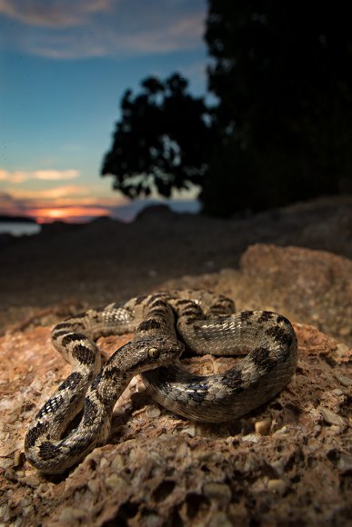 Serpente gatto europeo - European cat snake (Telescopus fallax)