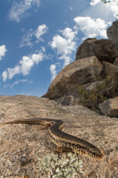 Gongilo - Ocellated skink (Chalcides ocellatus)