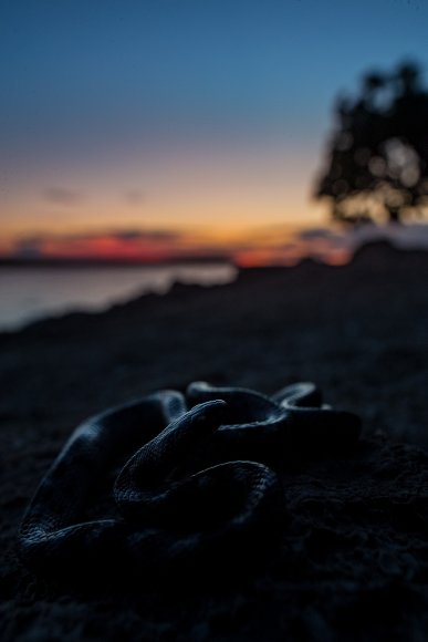 Serpente gatto europeo - European cat snake (Telescopus fallax)