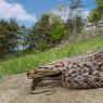 Colubro di Riccioli - Riccioli's snake (Coronella girondica)