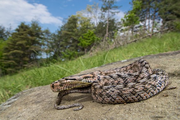 Colubro di Riccioli - Riccioli's snake (Coronella girondica)