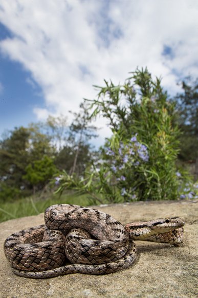 Colubro di Riccioli - Riccioli's snake (Coronella girondica)