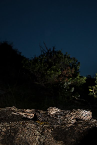 Colubro di Riccioli - Riccioli's snake (Coronella girondica)