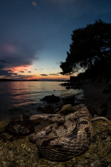 Serpente gatto europeo - European cat snake (Telescopus fallax)