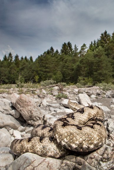 Vipera dal corno - Nose horned viper (Vipera ammodytes)