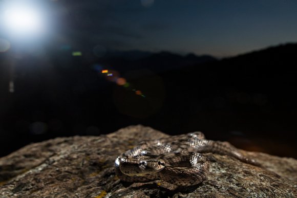 Colubro di Riccioli - Riccioli's snake (Coronella girondica)
