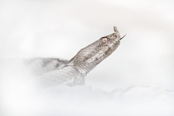 Vipera dal corno - Nose horned viper (Vipera ammodytes)