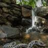 natrice dal collare - Grass snake (Natrix helvetica)