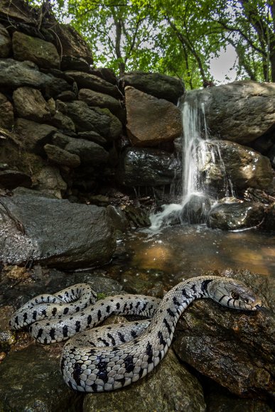 natrice dal collare - Grass snake (Natrix helvetica)