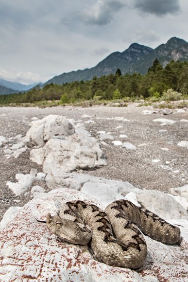 Vipera dal corno - Nose horned viper (Vipera ammodytes)