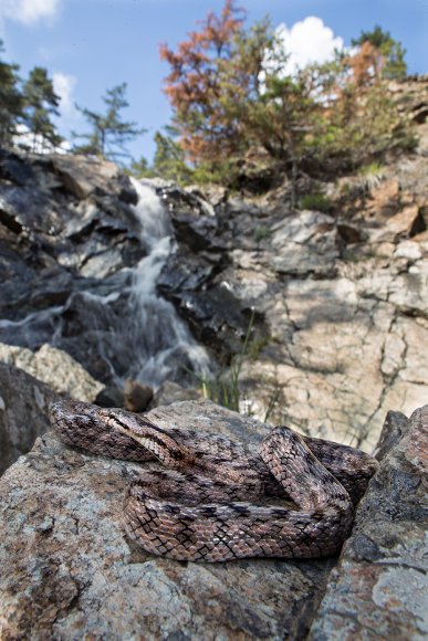 Colubro di Riccioli - Riccioli's snake (Coronella girondica)