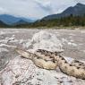 Vipera dal corno - Nose horned viper (Vipera ammodytes)