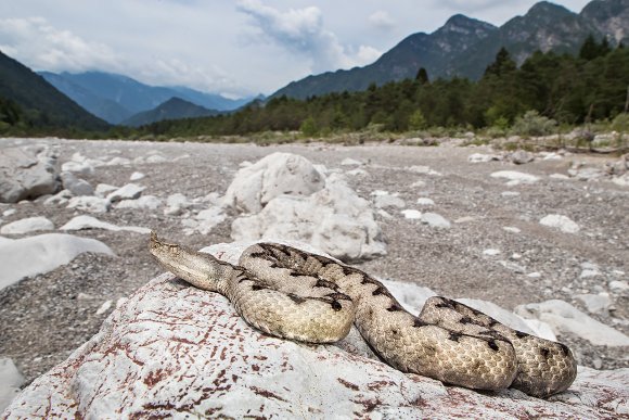 Vipera dal corno - Nose horned viper (Vipera ammodytes)