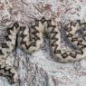 Vipera dal corno - Nose horned viper (Vipera ammodytes)