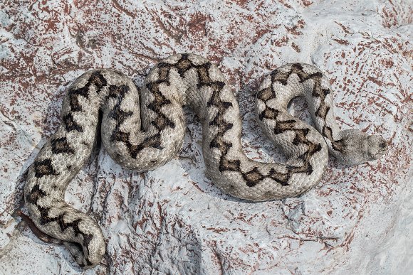 Vipera dal corno - Nose horned viper (Vipera ammodytes)