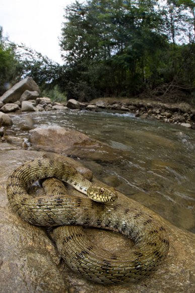 Natrice tassellata - Dice snake (Natrix tessellata)