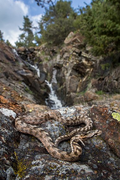 Colubro di Riccioli - Riccioli's snake (Coronella girondica)