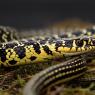 Biacco - Western whip snake (Hierophis viridiflavus)