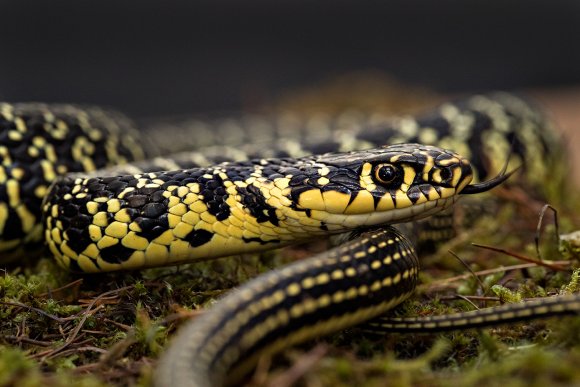 Biacco - Western whip snake (Hierophis viridiflavus)