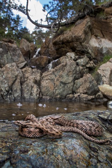 Colubro di Riccioli - Riccioli's snake (Coronella girondica)