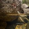 Natrice viperina - Viperine water snake