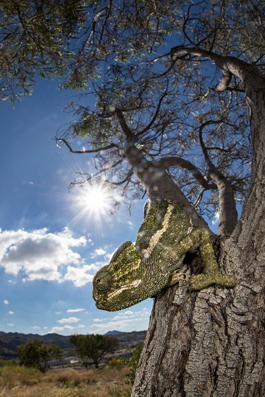 Camaleonte mediterraneo - Mediterranean chameleon (Chamaeleo chamaeleon)