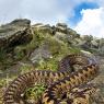 Vipera del Walser - Walser's Viper (Vipera Walser)