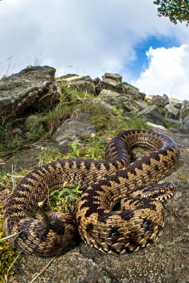 Vipera del Walser - Walser's Viper (Vipera Walser)