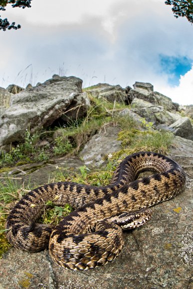 Vipera del Walser - Walser's Viper (Vipera Walser)