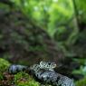 Natrice dal collare - Grass snake (Natrix natrix)