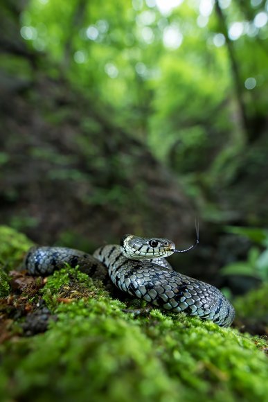 Natrice dal collare - Grass snake (Natrix natrix)