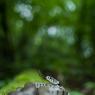 Natrice dal collare - Grass snake (Natrix natrix)