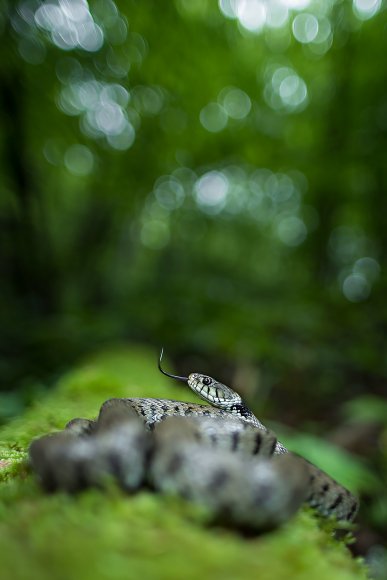 Natrice dal collare - Grass snake (Natrix natrix)