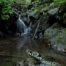 Natrice dal collare - Grass snake (Natrix natrix)