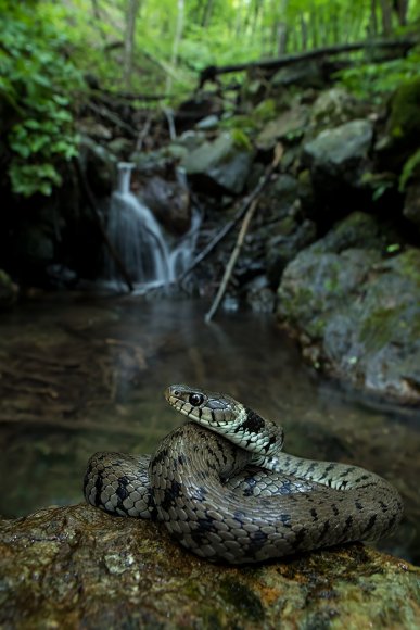 Natrice dal collare - Grass snake (Natrix natrix)