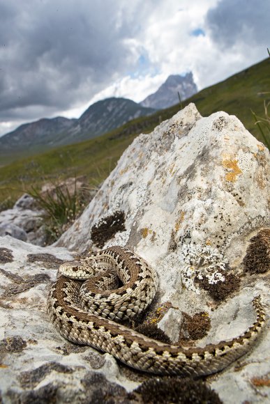 Vipera di Ursini - Ursini's Viper (Vipera Ursinii)