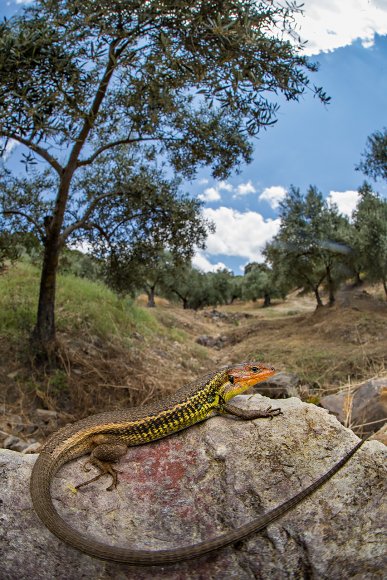 Lucertola striata - Large psammodromus (Psammodromus algirus)