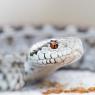 Vipera di Ursini - Ursini's Viper (Vipera Ursinii)