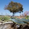 Colubro lacertino - Montpellier snake (Malpolon insignitus fuscus)