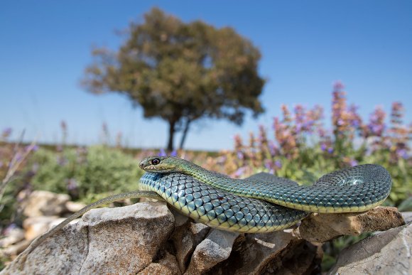 Colubro lacertino - Montpellier snake (Malpolon insignitus fuscus)