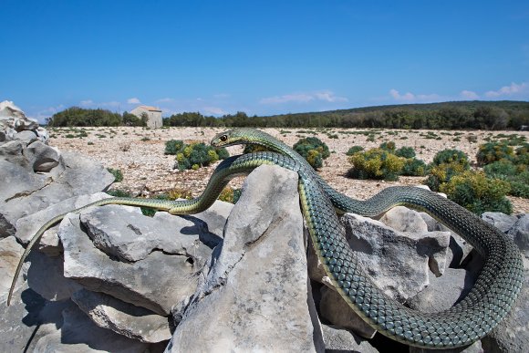 Colubro lacertino - Montpellier snake (Malpolon insignitus fuscus)